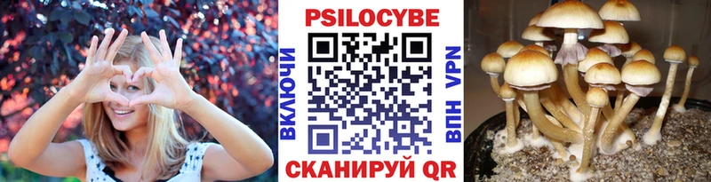 Псилоцибиновые грибы Psilocybine cubensis  Старая Русса 